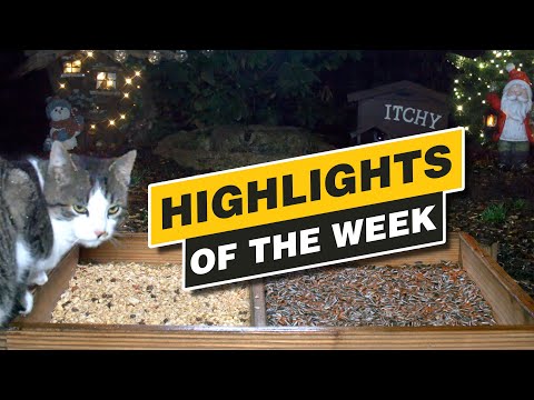 Highlights Of The Week - Recke, Germany - Week 49, Dec. 2021