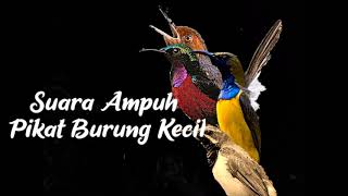 Download lagu Suara Pikat Burung Anti Zonk mp3 Download lagu Suara Pikat Burung Anti Zonk mp3