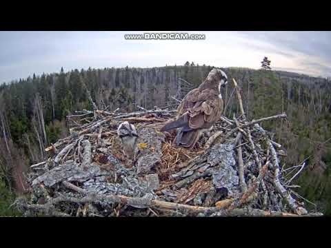 Morning activities in the osprey nest 2021 04 30