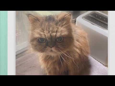 Huggy, an adopted Persian in Port Chester, NY_image-1