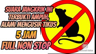 Download lagu Suara Jangkrik Pengusir Tikus | Suara Ultrasonik Ampuh Pengusir Tikus | Cara Alami Mengusir Tikus mp3