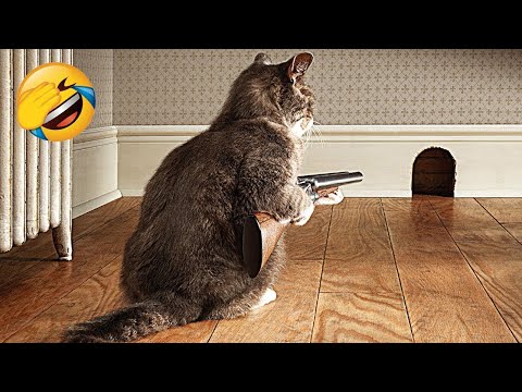 Essayer de ne pas rire meilleurs chiens et chats drôles partie 35