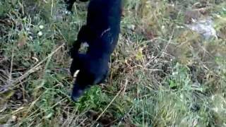preview picture of video 'Caccia al Coniglio Selvatico Bivona, Cani in libertà'