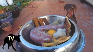 Download lagu Doberman eating raw turkey neck, green tripe, and chicken feet | Raw Feeding Vlog mp3