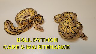 Ball Python | Reptile | Care and Maintenance 06-04-24