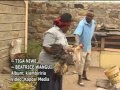 Tiga Niwe By Beatrice Wangui Jordan