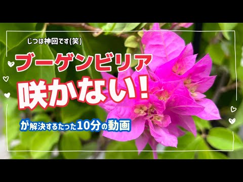 鉢植えのブーゲンビリアが葉を落としてしまう