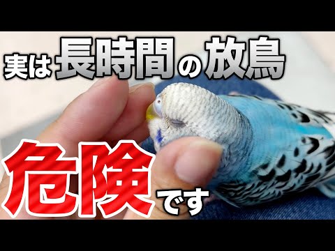 冬に鳥に与えてはいけない食べ物は何ですか？これら 7 つは絶対に避けるべきであり、命を奪う可能性があります。  庭園