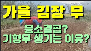 가을 김장무 붕소결핍
기형무 어떻게?Boron deficiency in autumn radish
How ca…
