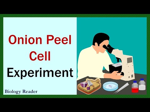 What is the Onion Peel Cell Experiment? Theory, Video, Procedure, Result & Precautions - Biology Reader->
