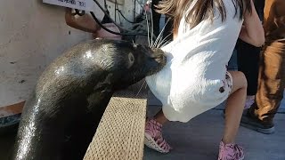 Sea lion drags girl into Steveston waters