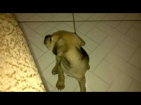 CACHORRINHO LINDO 18 05 2015