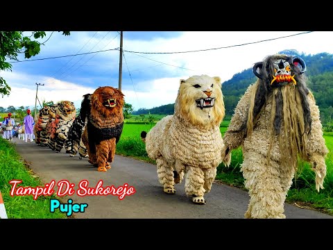 Can macanan singo raung cilik Di undang acara PERNIKAHAN Tampil Di SUKOREJO PUJER