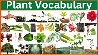 Plant Words 101: Fun and Easy Plant Vocabulary for All Ages