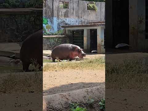 Lazy Animals in summer | Atishay Unique #animals #short #ranibaug
