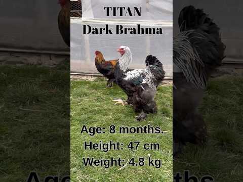 Legendary Dark Brahma.