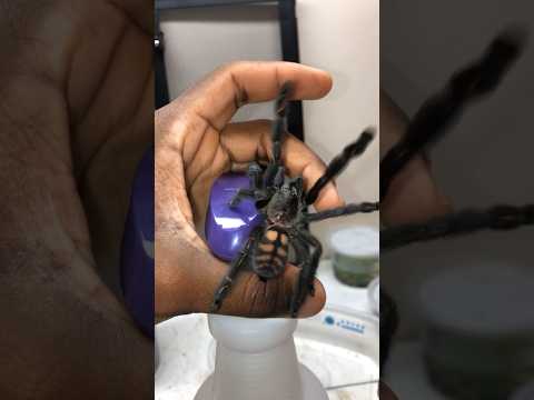 The speed of my Venezuelan Suntiger is unreal! #tarantula #spiders #insects
