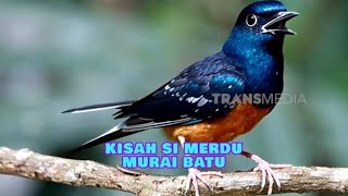 Download lagu Kisah Si Merdu Murai Batu | SI OTAN (19/12/24) mp3