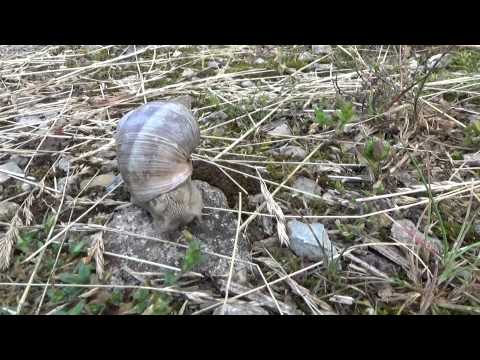 Learn Lithuanian Lesson 12 snail