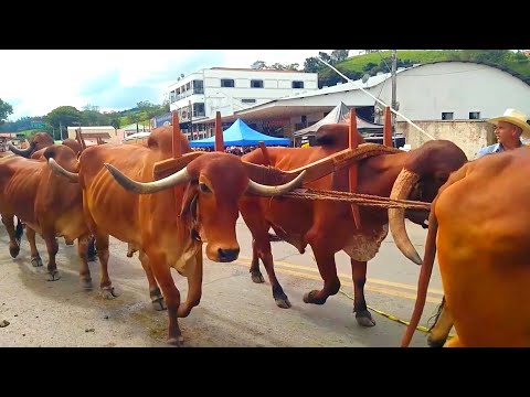 Desfile de Carro de Boi na Cidade de Ipuiúna Minas Gerais 2024/ Tradição Mineira 🐂