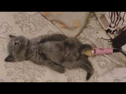(padri billi)•cat farting on mic🎤😂😂😂#shorts #catfart #funnyvideoofcat #catanddog #animallover