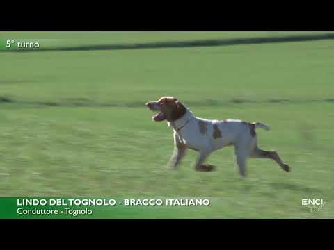 BATTERIA 1 CONTINENTALI ITALIANI