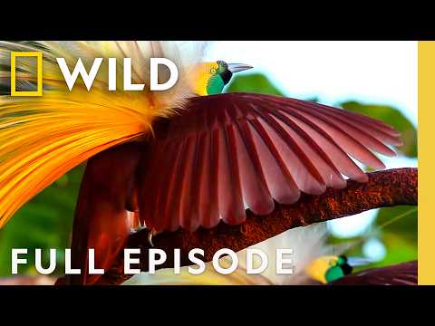 Winged Seduction in the Animal Kingdom (Full Episode) | SPECIAL | Nat Geo Animals