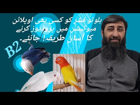 Easiest Way to Produce B2 Bird In Any Opaline Mutation. #topwishaviary #lovebirds #karachi #urdu