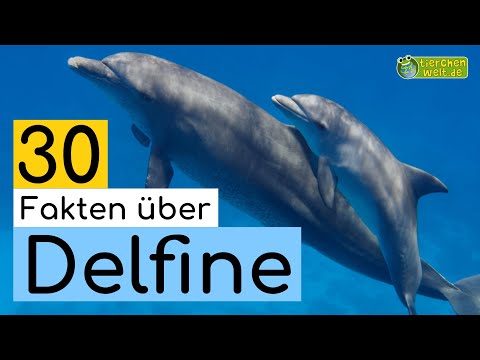 30 Steckbrief-Fakten über Delfine - Doku-Wissen über Tiere - für Kinder