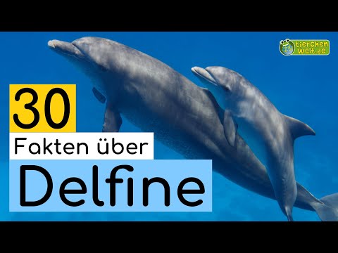Delfine, interessante Fakten