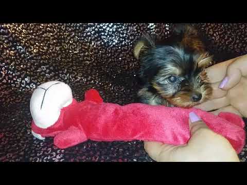 The Faery Dog Mother: Heidi's CKC female Yorkie baby