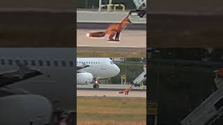 Ein Fuchs besudelt den Runway 25L / 07R Airport Berlin Brandenburg