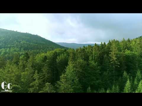 Nhạc chữa bệnh cho tinh thần thoải mái🎵Nhạc Piano Thư Giãn, Nhạc Giảm Căng Thẳng - "Tiếng chim hót "