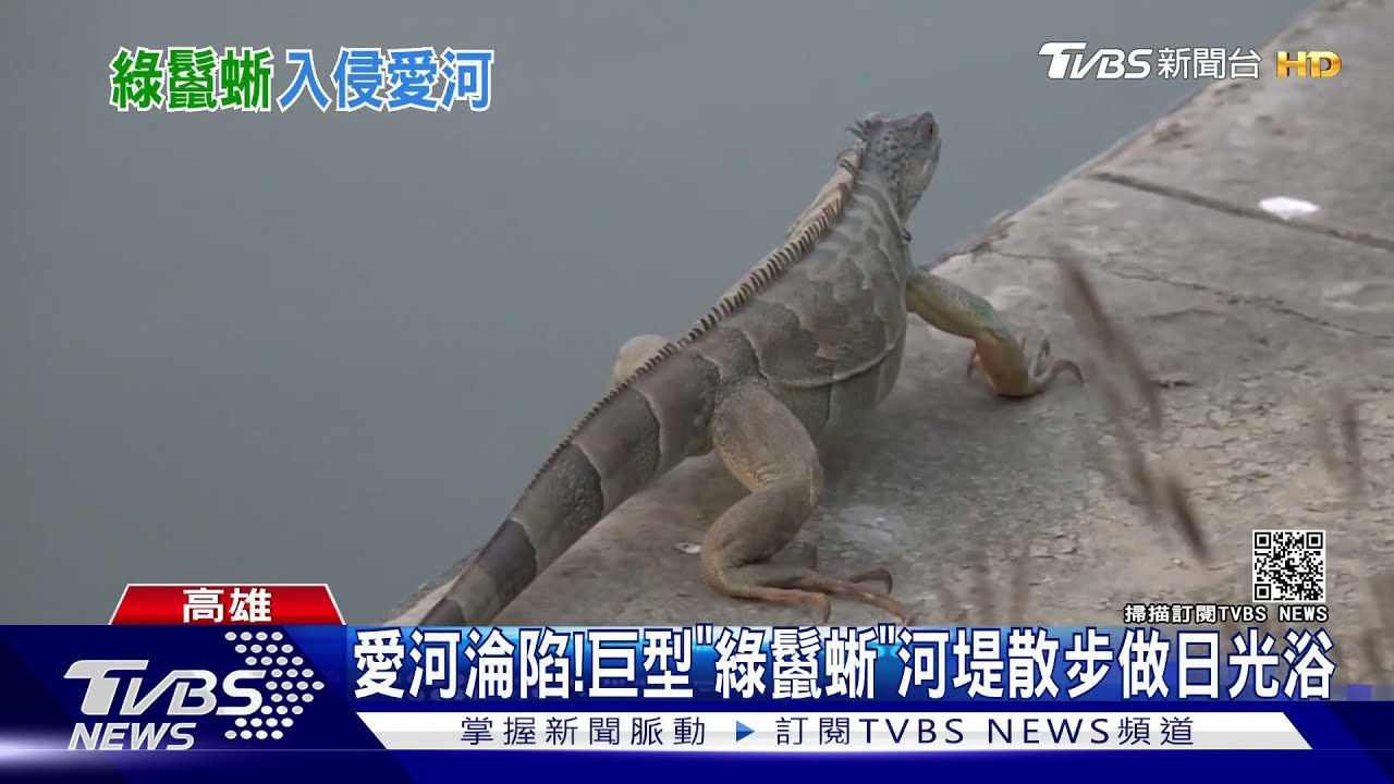 愛河淪陷! 巨型「綠鬣蜥」河堤散步做日光浴