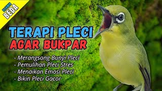 Download lagu Semua Pleci Pasti Langsung Ikut Bunyi Ngalas - Terapi Pleci Agar Buka Paruh mp3 Download lagu Semua Pleci Pasti Langsung Ikut Bunyi Ngalas - Terapi Pleci Agar Buka Paruh mp3