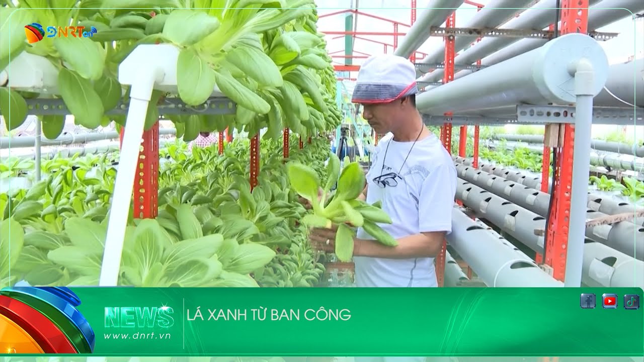 LÁ XANH TỪ BAN CÔNG