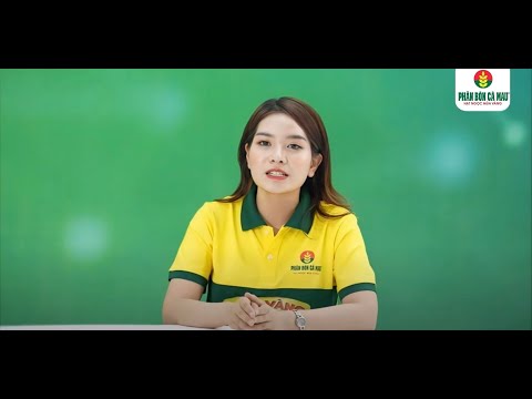 MC Quỳnh Như Livestream Mùa Vàng Thắng Lớn 2024