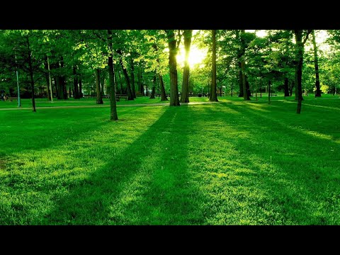 Saint Patrick's Day Idioms. Green Idioms