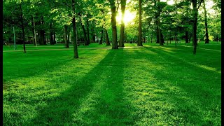 Saint Patrick's Day Idioms. Green Idioms