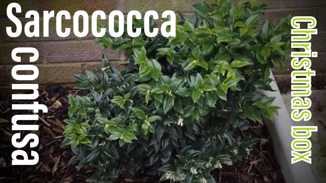 Sarcococca Confusa (Christmas box) winter flowering fragrant shrub