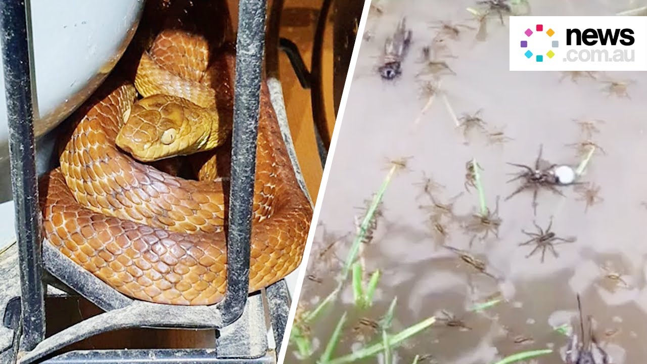 youtube video id=pMMrDRZX_Ss