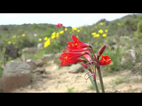 Desierto Florido   Caldera Atacama