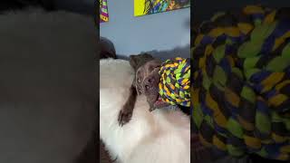 Video preview image #1 Mutt Puppy For Sale in Goodyear, AZ, USA