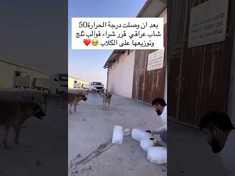 بعد ان وصلت دراجة الحرارة 50 شاب عراقي يقوم بشراء قولب ثلج وتوزيعها على الكلاب 🥺❤ #whatsappstatus