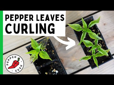 , title : 'Why are my Pepper Plant Leaves Curling? How to Stop Leaf Roll - Pepper Geek'