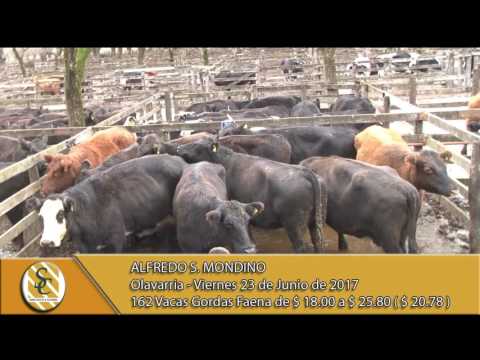 23-06-17 Venta Vacas Faena - Alfredo S. Mondino - Olavarria