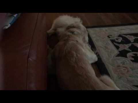 Badge and Snowball 2