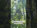 Monkeys In Florida You Can Find Them At Silver Springs State Park In Ocala Florida