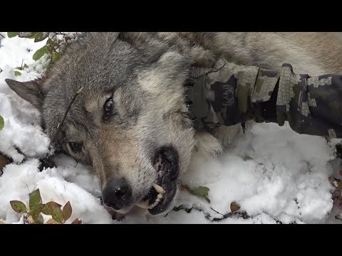 Best Wolf Hunt Compilation!!! - Stuck N The Rut