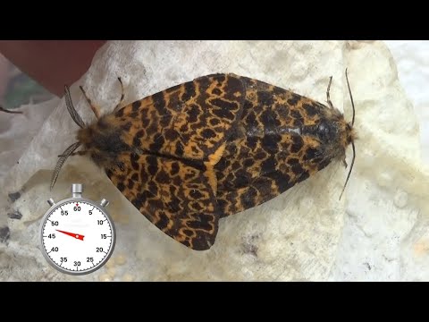 One-Minute Life Cycle: Maurica joiceyi (Arctiinae) Rare tiger moth from Morocco